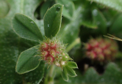Trifolium striatum