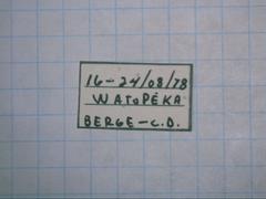 Bembidion punctatostriatum