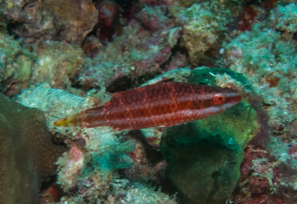 Oriental maori wrasse