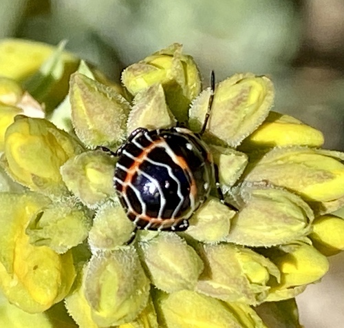 iNaturalist observation photo of Harlequin Bug