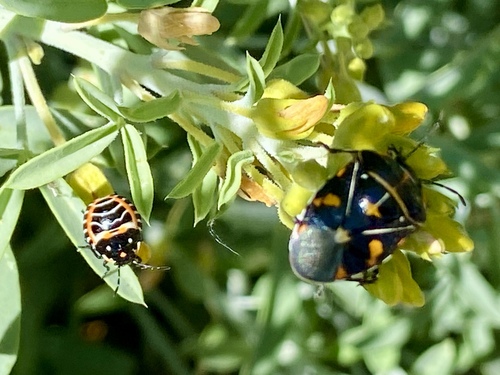 iNaturalist observation photo of Harlequin Bug