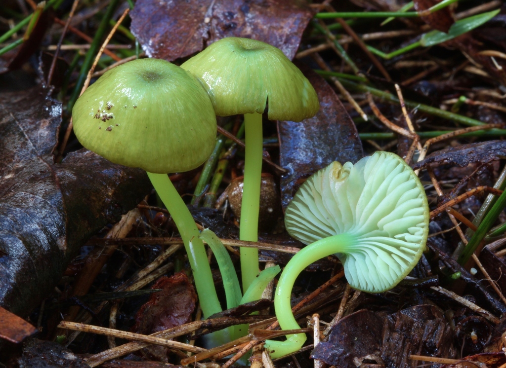 Entoloma rodwayi