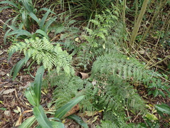 Asplenium × lucrosum
