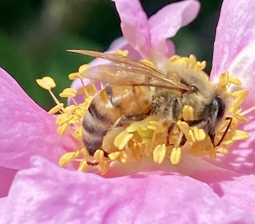 iNaturalist observation photo of Western Honey Bee