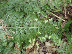 Asplenium × lucrosum
