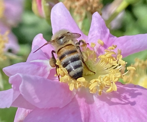 iNaturalist observation photo of Western Honey Bee