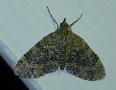 Acasis viretata