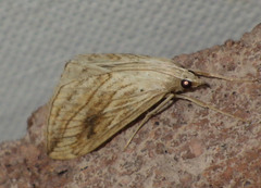 Evergestis forficalis