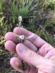 Penstemon australis