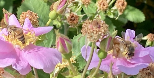 iNaturalist observation photo of Western Honey Bee