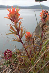 Castilleja miniata dixonii