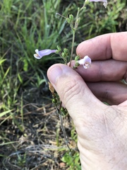 Penstemon australis
