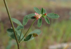 Acmispon parviflorus