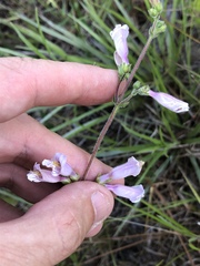 Penstemon australis