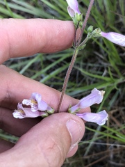 Penstemon australis