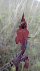 Serapias cordigera
