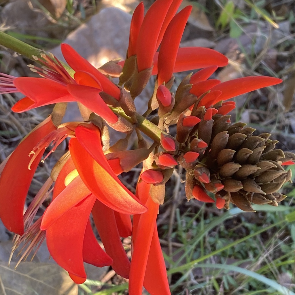 Coral trees from Tumbi Creek Rd, Berkeley Vale, NSW, AU on June 28 ...