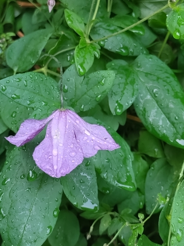 Clematis viticella