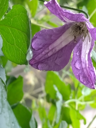 Clematis viticella