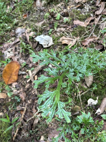 Selaginella doederleinii (Selaginella doederleinii)