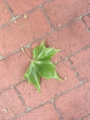 Platanus × hispanica