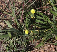 Oxalis pes-caprae sericea