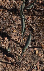 Eriospermum lanceifolium