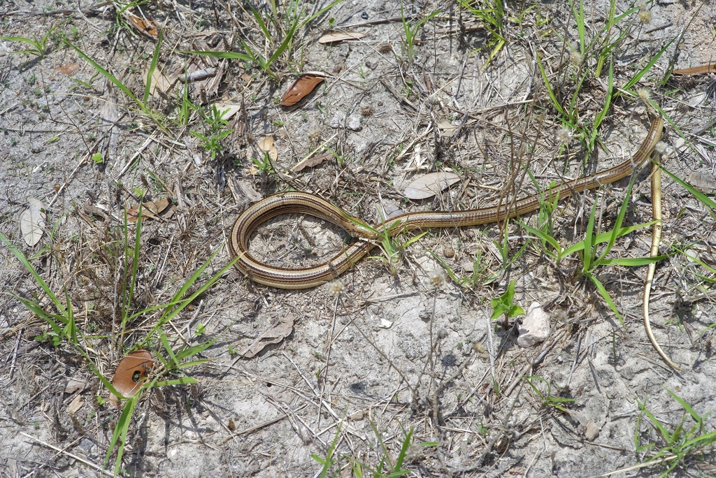 Western Slender Glass Lizard