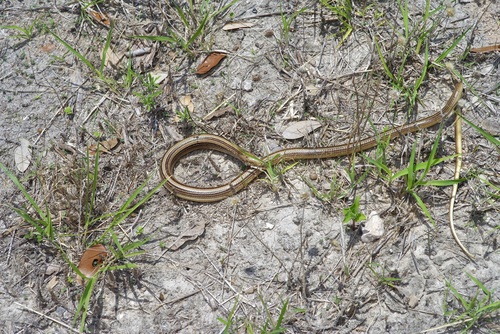 Western Slender Glass Lizard