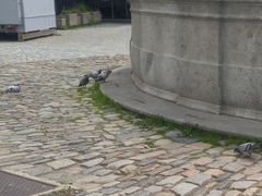 Columba livia domestica