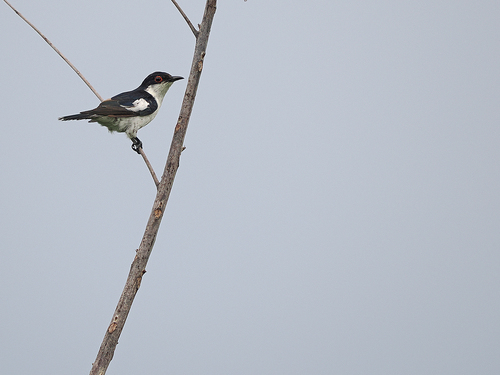 Pied Bronze Cuckoo (Chalcites crassirostris), photo 2
