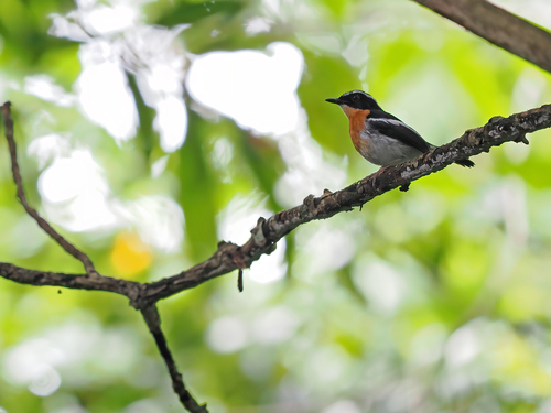Tanimbar Flycatcher (Ficedula riedeli), photo 3