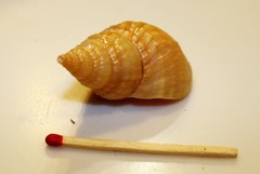 Cominella nassoides nassoides