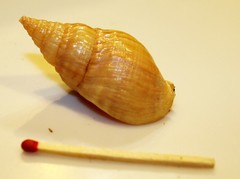 Cominella nassoides nassoides