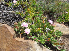 Ruschia rubricaulis