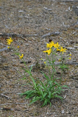 Image of Arnica lonchophylla by (c) Syd Cannings, some rights reserved (CC BY)