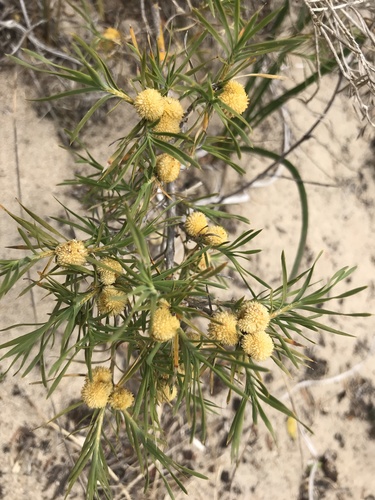 Image of Acanthocarpus preissii by (c) Ann Bentley, some rights reserved (CC BY)