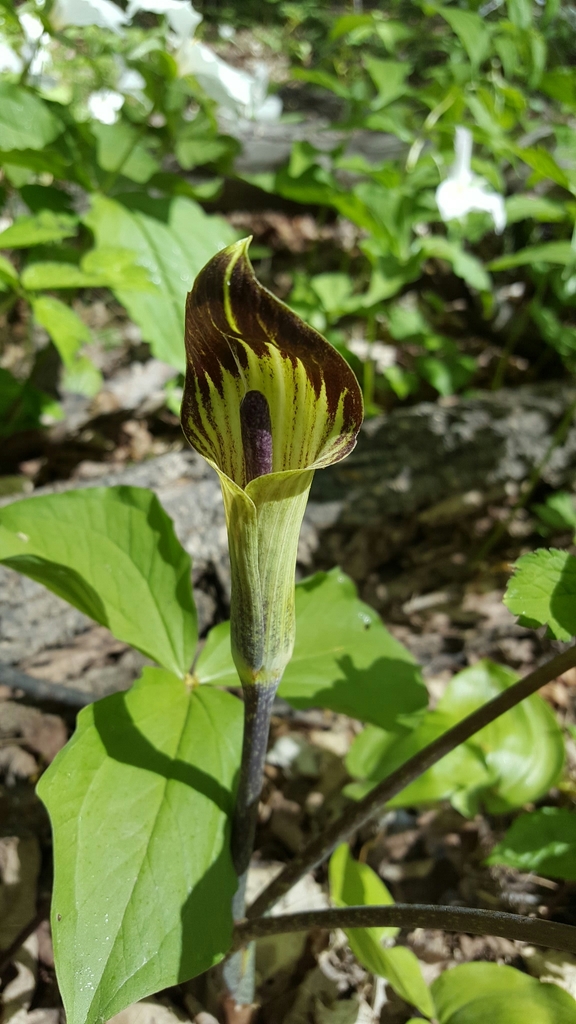 Jack-in-the-Pulpits