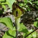 Jack-in-the-Pulpits - Photo (c) heckmarr, some rights reserved (CC BY-NC), uploaded by heckmarr