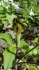Jack-in-the-Pulpits - Photo (c) heckmarr, some rights reserved (CC BY-NC), uploaded by heckmarr