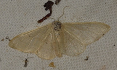 Idaea straminata