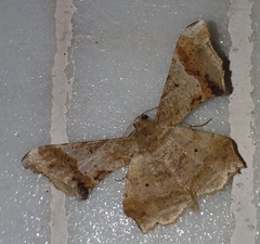 Krananda oliveomarginata