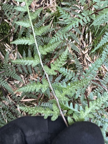 Athyrium reflexipinnum iNat (1)