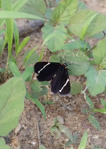 Alypiodes walkeri (Alypiodes walkeri)