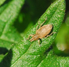 Tanymecus palliatus