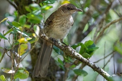 Mimus graysoni
