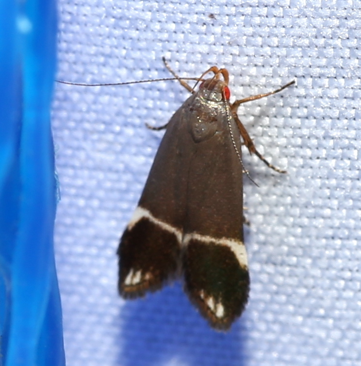 Anacampsis tristrigella