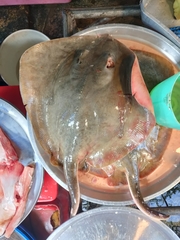 Bennett's Stingray photo 5