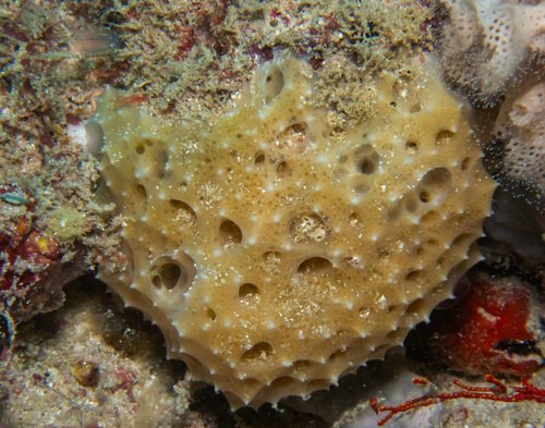 Scopalina hapalia