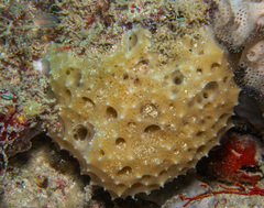Scopalina hapalia